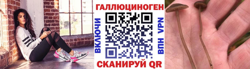 Псилоцибиновые грибы мицелий  Динская 